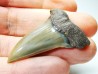 shark tooth: CARCHARODON HASTALIS   Miocene, Tielrode, Belgium