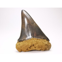 shark tooth: CARCHARODON HASTALIS   Miocene, Tielrode, Belgium