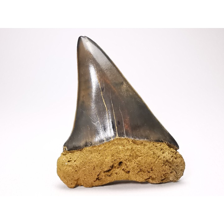 shark tooth: CARCHARODON HASTALIS   Miocene, Tielrode, Belgium