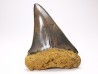 shark tooth: CARCHARODON HASTALIS Miocene, Tielrode, Belgium
