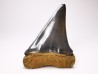 dent de requin: CARCHARODON HASTALIS - Miocène - Tielrode, Belgique