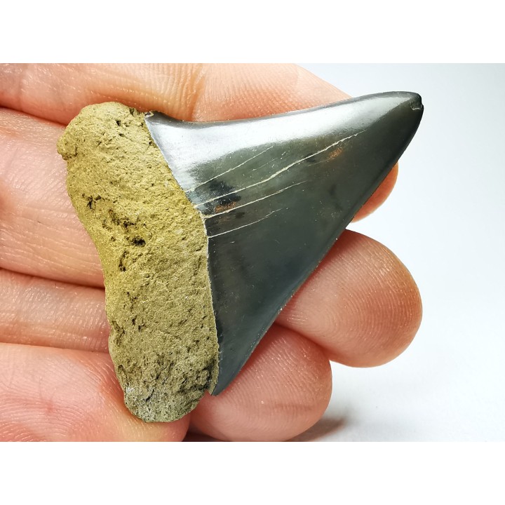dent de requin: CARCHARODON HASTALIS - Miocène - Tielrode, Belgique