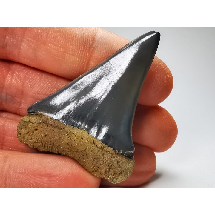 shark tooth: CARCHARODON HASTALIS   Miocene, Tielrode, Belgium