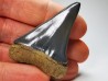 shark tooth: CARCHARODON HASTALIS Miocene, Tielrode, Belgium