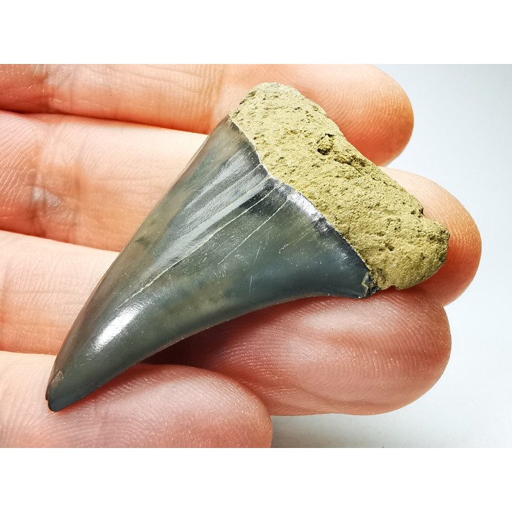 dent de requin: CARCHARODON HASTALIS - Miocène - Tielrode, Belgique
