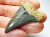 shark tooth: CARCHARODON HASTALIS Miocene, Tielrode, Belgium