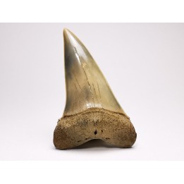 shark tooth: CARCHARODON HASTALIS   Miocene, Tielrode, Belgium