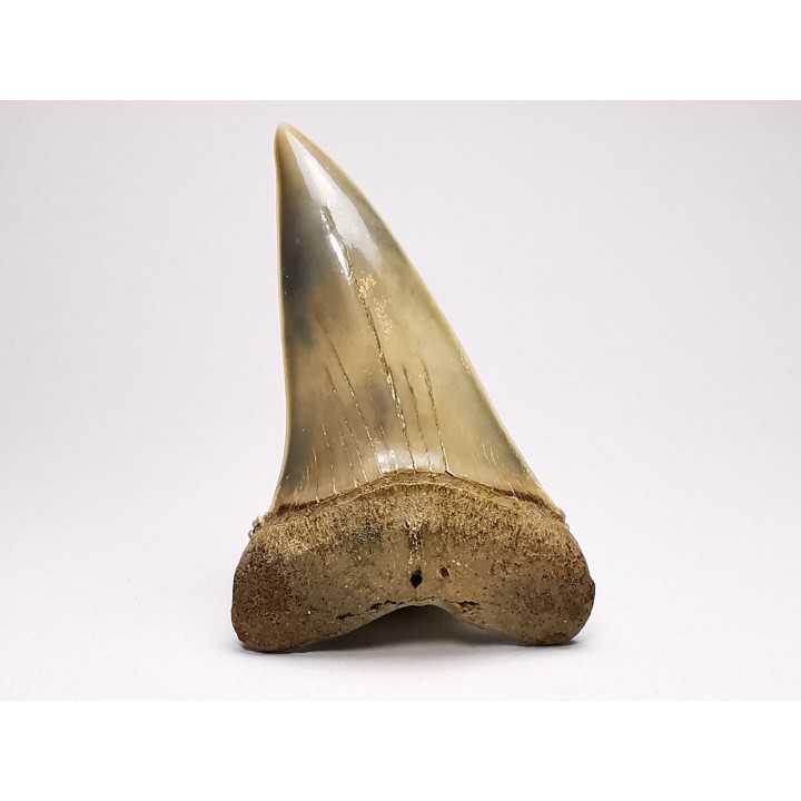 shark tooth: CARCHARODON HASTALIS   Miocene, Tielrode, Belgium