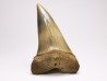 shark tooth: CARCHARODON HASTALIS   Miocene, Tielrode, Belgium