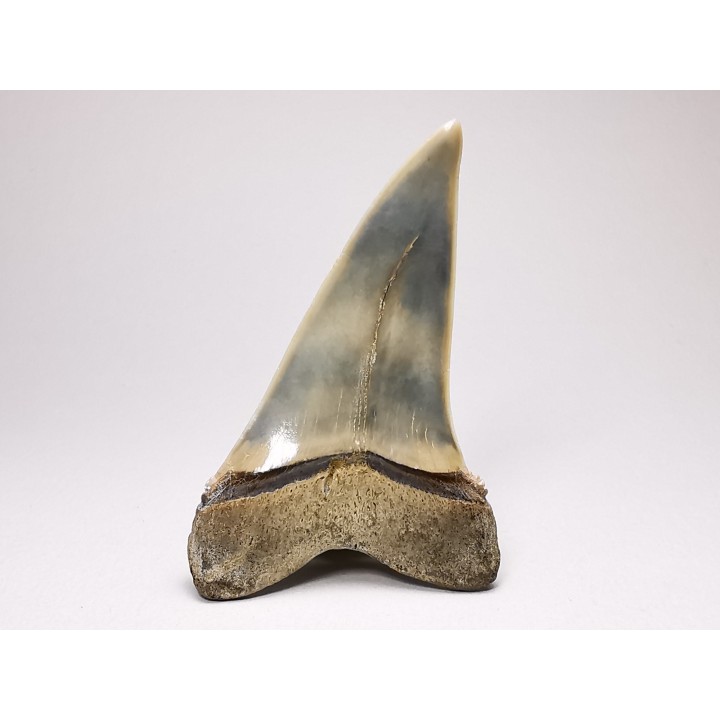 shark tooth: CARCHARODON HASTALIS   Miocene, Tielrode, Belgium