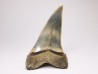 dent de requin: CARCHARODON HASTALIS - Miocène - Tielrode, Belgique