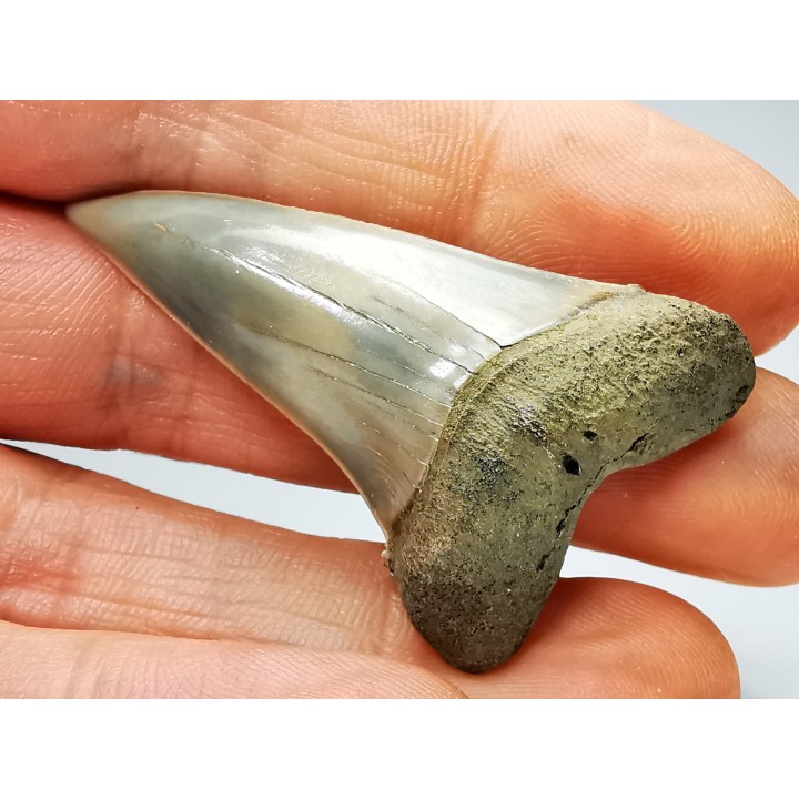 dent de requin: CARCHARODON HASTALIS - Miocène - Tielrode, Belgique