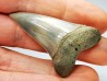 dent de requin: CARCHARODON HASTALIS - Miocène - Tielrode, Belgique