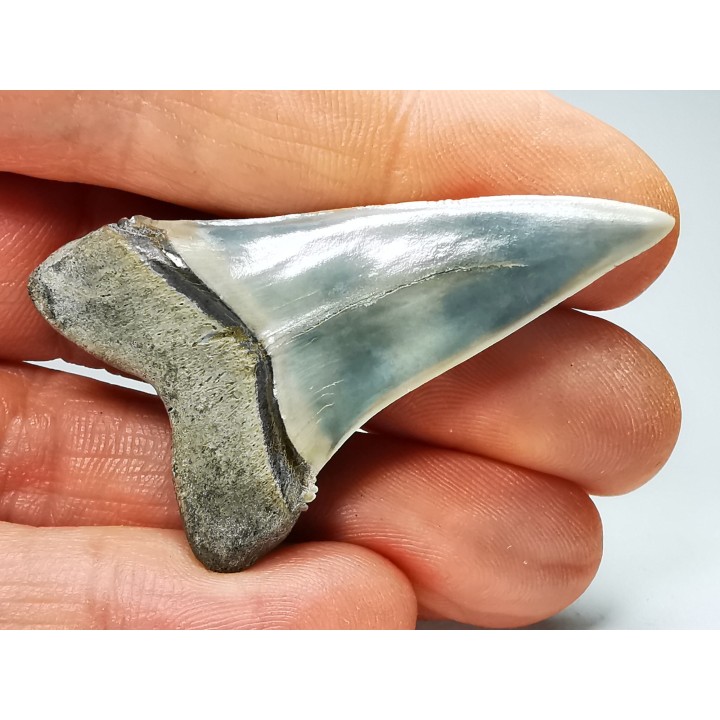 dent de requin: CARCHARODON HASTALIS - Miocène - Tielrode, Belgique