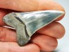shark tooth: CARCHARODON HASTALIS   Miocene, Tielrode, Belgium