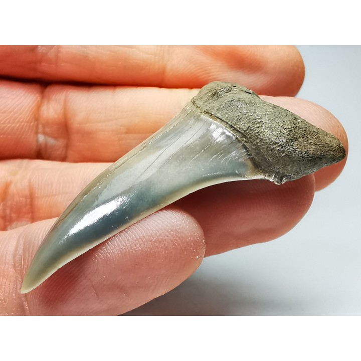 shark tooth: CARCHARODON HASTALIS   Miocene, Tielrode, Belgium