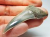 dent de requin: CARCHARODON HASTALIS - Miocène - Tielrode, Belgique
