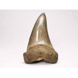 dent de requin: CARCHARODON HASTALIS - Miocène - Tielrode, Belgique