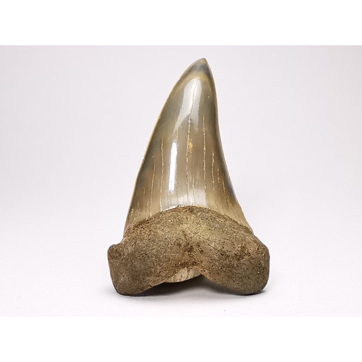 shark tooth: CARCHARODON HASTALIS   Miocene, Tielrode, Belgium