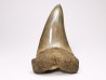 shark tooth: CARCHARODON HASTALIS   Miocene, Tielrode, Belgium
