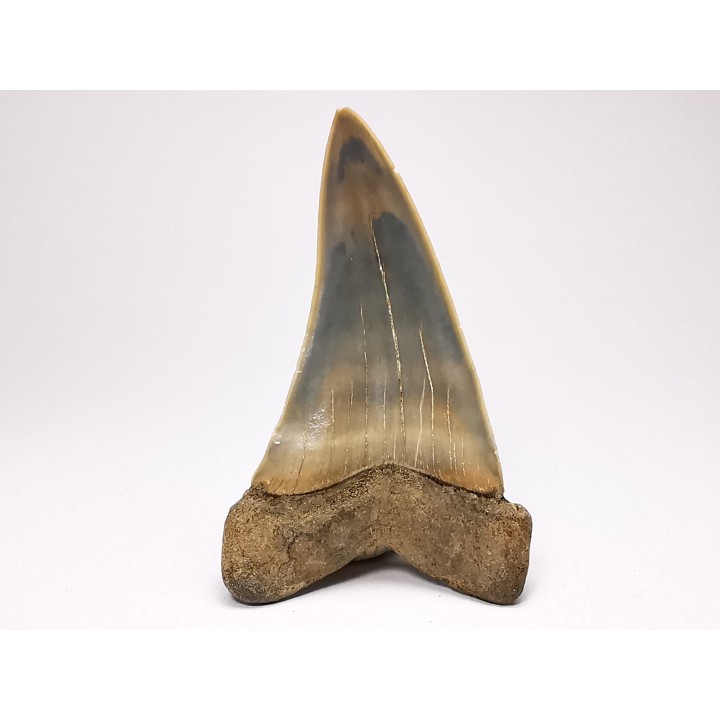 dent de requin: CARCHARODON HASTALIS - Miocène - Tielrode, Belgique