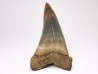 shark tooth: CARCHARODON HASTALIS   Miocene, Tielrode, Belgium