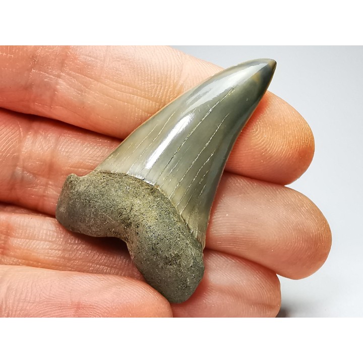 shark tooth: CARCHARODON HASTALIS   Miocene, Tielrode, Belgium