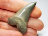 shark tooth: CARCHARODON HASTALIS   Miocene, Tielrode, Belgium