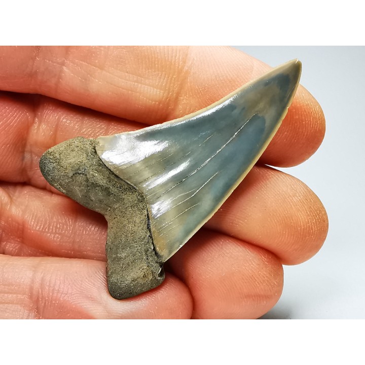 dent de requin: CARCHARODON HASTALIS - Miocène - Tielrode, Belgique