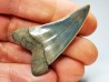 shark tooth: CARCHARODON HASTALIS   Miocene, Tielrode, Belgium