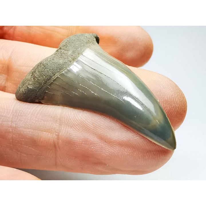 shark tooth: CARCHARODON HASTALIS   Miocene, Tielrode, Belgium