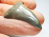 dent de requin: CARCHARODON HASTALIS - Miocène - Tielrode, Belgique