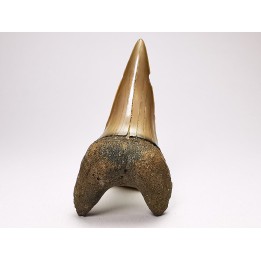 dent de requin: CARCHARODON HASTALIS - Miocène - Tielrode, Belgique