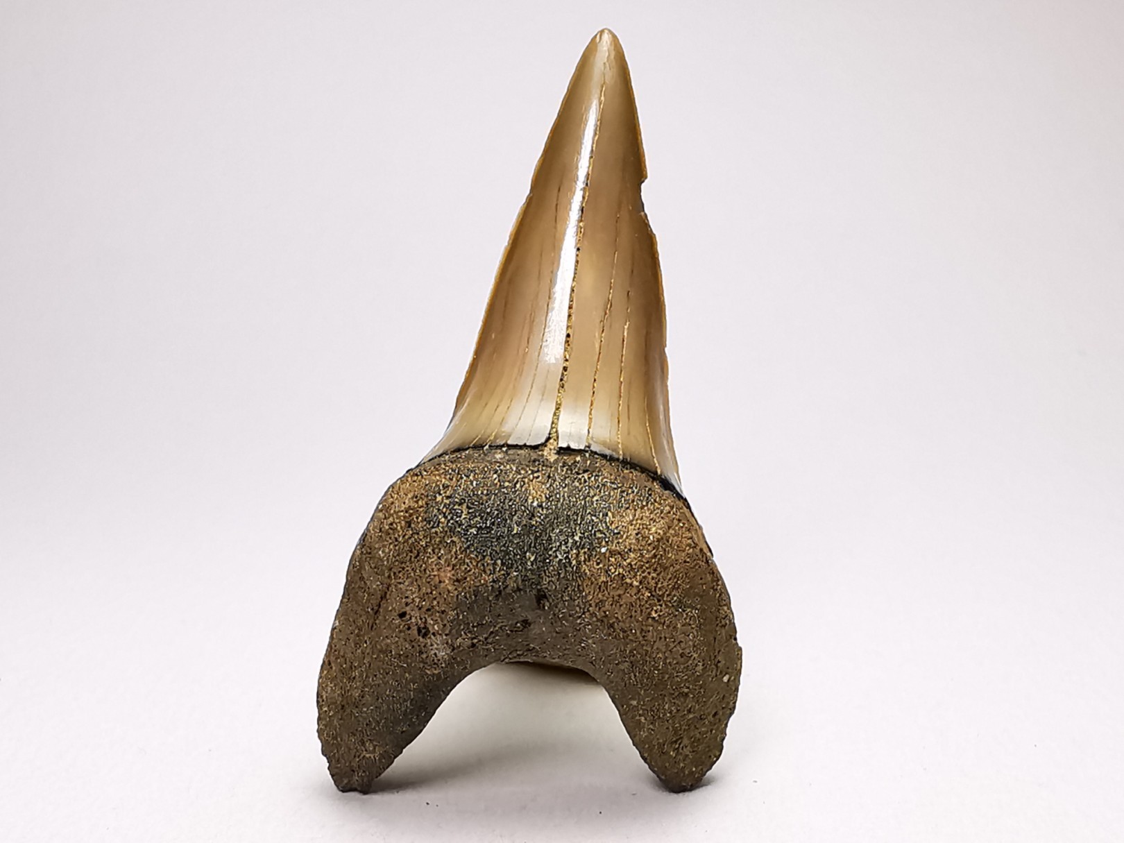 dent de requin: CARCHARODON HASTALIS - Miocène - Tielrode, Belgique