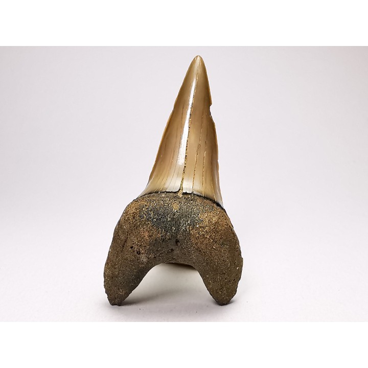 shark tooth: CARCHARODON HASTALIS   Miocene, Tielrode, Belgium