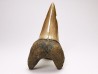 shark tooth: CARCHARODON HASTALIS   Miocene, Tielrode, Belgium