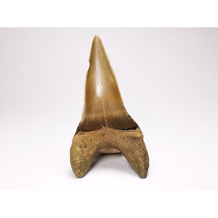 shark tooth: CARCHARODON HASTALIS   Miocene, Tielrode, Belgium
