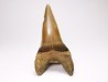 shark tooth: CARCHARODON HASTALIS   Miocene, Tielrode, Belgium