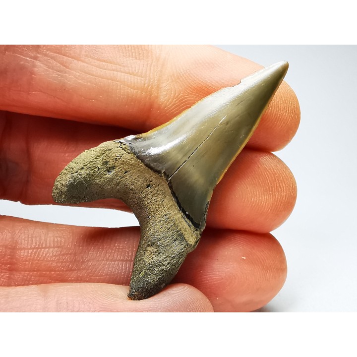 shark tooth: CARCHARODON HASTALIS   Miocene, Tielrode, Belgium