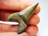shark tooth: CARCHARODON HASTALIS   Miocene, Tielrode, Belgium