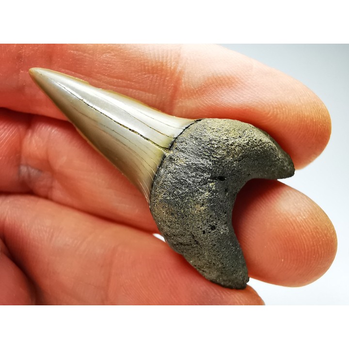 shark tooth: CARCHARODON HASTALIS   Miocene, Tielrode, Belgium