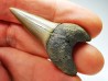 dent de requin: CARCHARODON HASTALIS - Miocène - Tielrode, Belgique