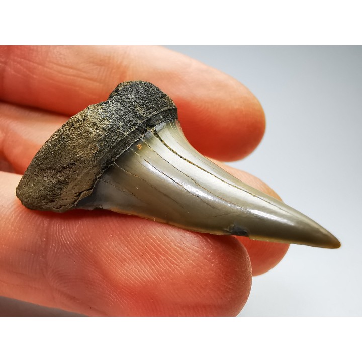 shark tooth: CARCHARODON HASTALIS   Miocene, Tielrode, Belgium