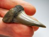 shark tooth: CARCHARODON HASTALIS   Miocene, Tielrode, Belgium
