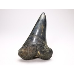 shark tooth: CARCHARODON HASTALIS   Miocene, Tielrode, Belgium
