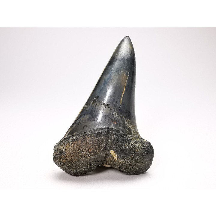 dent de requin: CARCHARODON HASTALIS - Miocène - Tielrode, Belgique