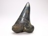 shark tooth: CARCHARODON HASTALIS   Miocene, Tielrode, Belgium