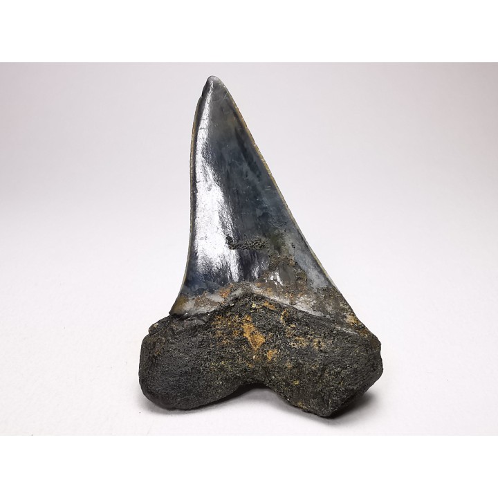 dent de requin: CARCHARODON HASTALIS - Miocène - Tielrode, Belgique