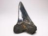 shark tooth: CARCHARODON HASTALIS   Miocene, Tielrode, Belgium