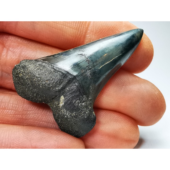 dent de requin: CARCHARODON HASTALIS - Miocène - Tielrode, Belgique